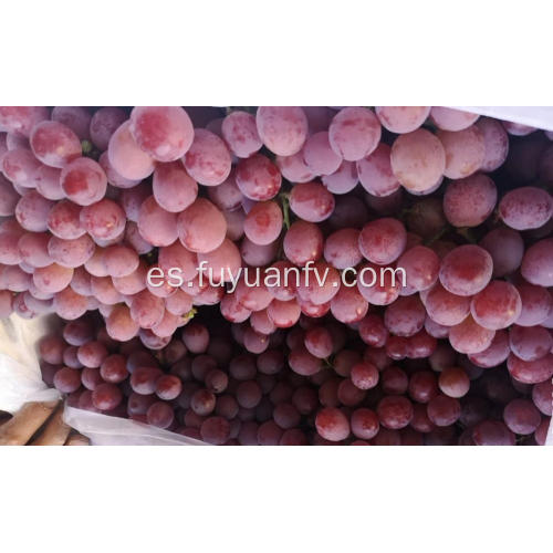 nuevas uvas rojas frescas